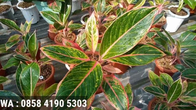 LARIS BANGET | OBRAL AGLONEMA MURAH | TANIAN SENDIRI | COCOK UNTUK PEMULA | BAGIAN 26 смотреть онлайн
