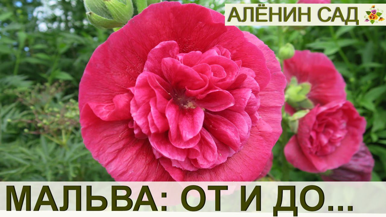 МАЛЬВА ИЛИ ШТОК РОЗА ОТ ПОСЕВА ДО СБОРА СЕМЯН / ВСЕ СЕКРЕТЫ ВЫРАЩИВАНИЯ МАЛЬВЫ смотреть онлайн