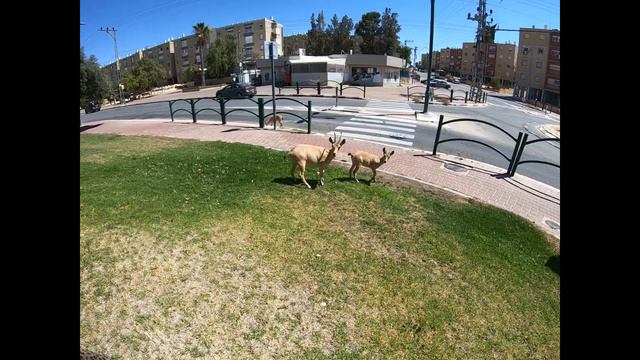 Мицпе Рамон горные козлы!!! смотреть онлайн