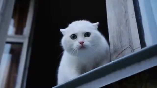 Белый кот защитник))) смотреть онлайн