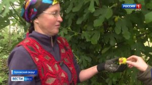 Садовод-любитель вырастила инжир в средней полосе России