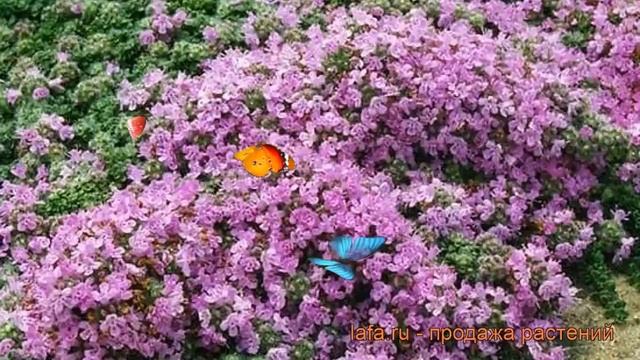 Тимьян ранний Халлс Вар. Роза (thymus praecox) ? обзор: как сажать, рассада тимьяна Халлс Вар. Роза смотреть онлайн