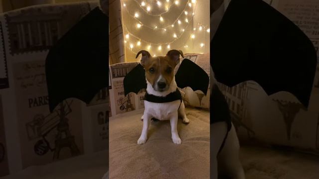 Джек Рассел актёр! смотреть онлайн