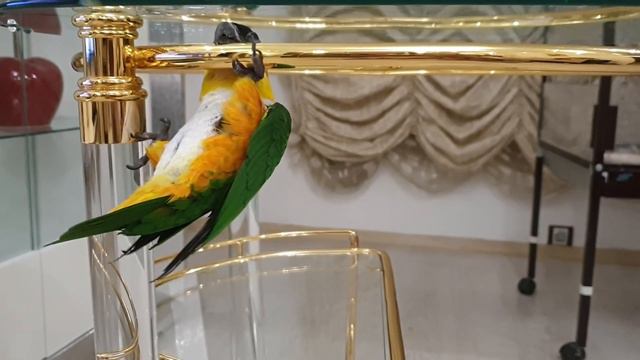 Попугай каик Ксюша альпинист Parrot caique Ksyusha mountaineer смотреть онлайн