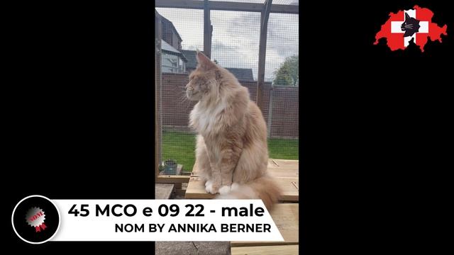 BEST IN SHOW CATEGORY 2 - Swiss Skogkatt Spring Virtual Cat Show смотреть онлайн