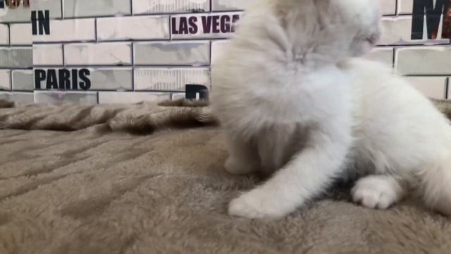 Не можешь раздать котят? Не беда! Выкинь на остановку! смотреть онлайн