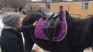 Как седлать лошадь? Вальтрап, гель, седло, приструги, подпруга.  Как определить длину стремян?
