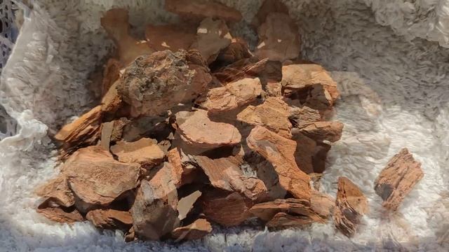 ОГРОМНАЯ ПОСЫЛКА С ОРХИДЕЯМИ ИЗ ПИТЕРА ОБРАДОВАЛА! СКОЛЬКО ШЛА ДО ВЛАДИВОСТОКА? ЧТО В НЕЙ? ПОКАЖУ! смотреть онлайн