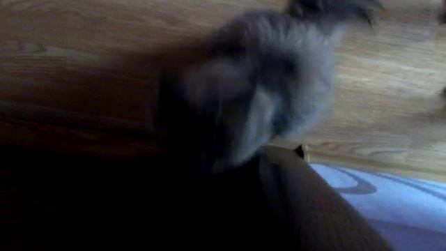 Скример моей кошки Буси хD смотреть онлайн