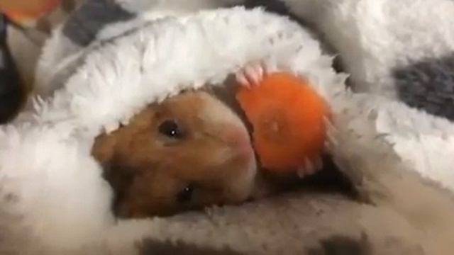Хомяк ест морковь смотреть онлайн