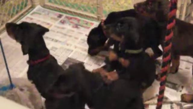 Doberman pups 5 weeks Angel Logan Clicker Sits смотреть онлайн