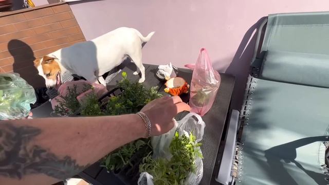 Рассада на Игрени! Сиренью пахнет! Завтра день рождения Надежды смотреть онлайн