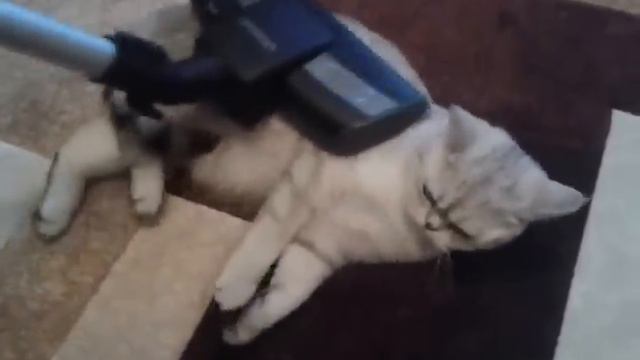 Бонифаций и пылесос смотреть онлайн