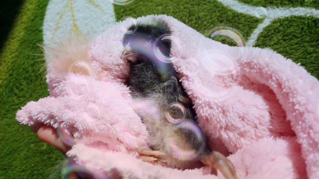 Урок английского языка для детей в возрасте двух лет смотреть онлайн