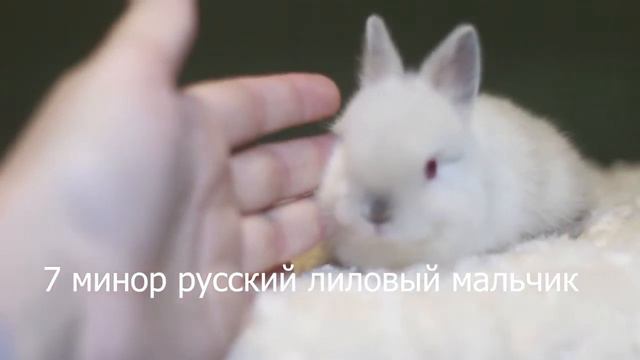 Кролики продажа 06.04.22 смотреть онлайн