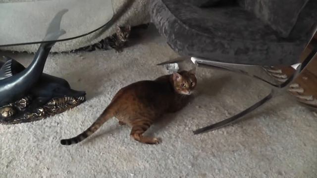 crazy Bengal and Chausies in Walhalla cattery смотреть онлайн