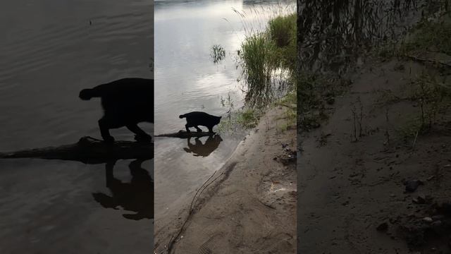 Суровый сибирский кот на реке Томь😀 смотреть онлайн