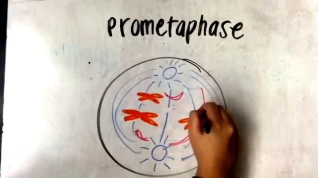 Draw MyTOSIS! смотреть онлайн