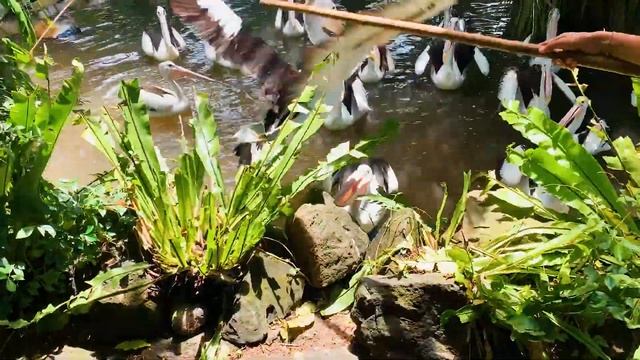 Кто любитель рыбы? Знакомство с пеликаном. Влог парк птиц смотреть онлайн