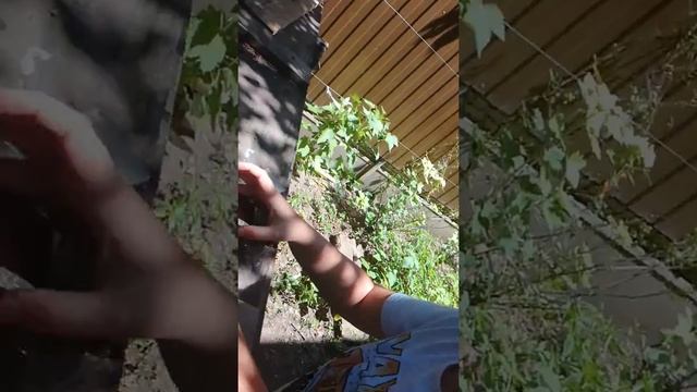 Лайфак как собрать вишню смотреть онлайн