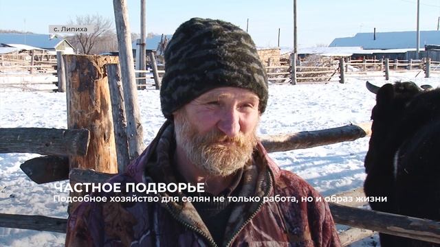 Жители Липихи активно разводят крупнорогатый скот смотреть онлайн
