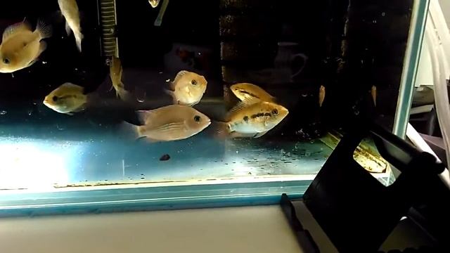 мультиспиноза смотреть онлайн