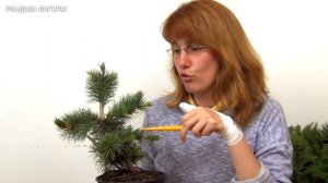 02.Бонсай из сосны (ч.2)