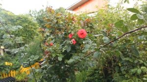 ЮЛИЯ МИНЯЕВА. ЭКСКУРСИЯ ПО МОЕМУ ОГОРОДУ И САДУ. КАПУСТА, ПЕРЕЦ И МНОГОЕ ДРУГОЕ. 24.07.19