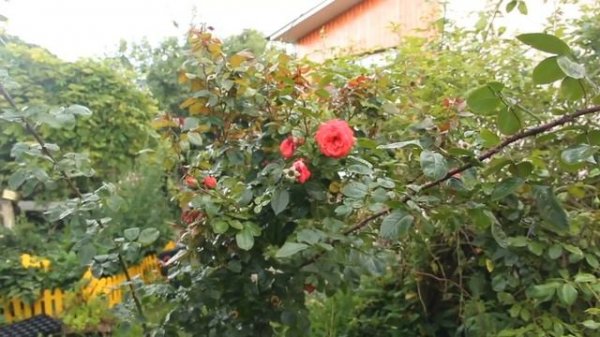 ЮЛИЯ МИНЯЕВА. ЭКСКУРСИЯ ПО МОЕМУ ОГОРОДУ И САДУ. КАПУСТА, ПЕРЕЦ И МНОГОЕ ДРУГОЕ. 24.07.19