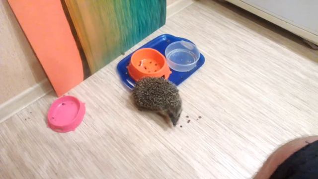 ёжика на улице нашол и дома накормил(1)