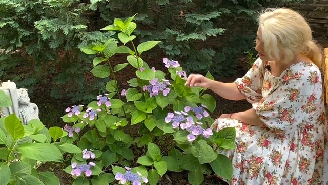 Как увеличить сад при помощи цвета ,о синем,красном,белом смотреть онлайн