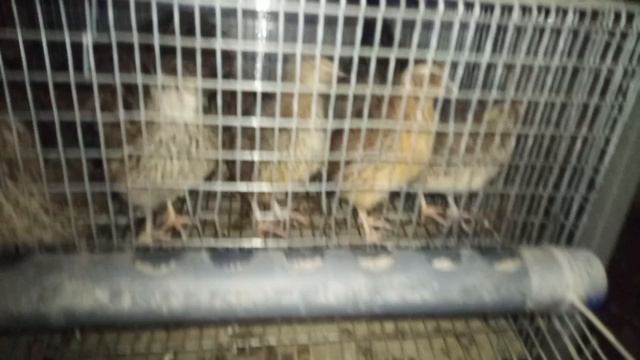 перепела начали нести яйца смотреть онлайн