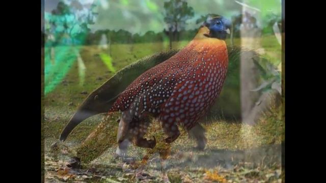 Редкие животные мира смотреть онлайн