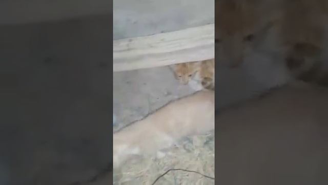 kittens hide under tire drink milk смотреть онлайн