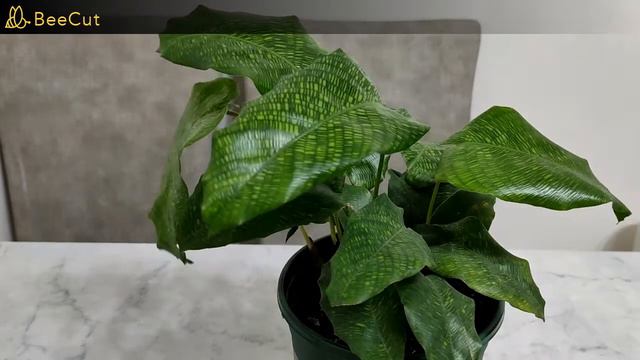 [盆栽]馬賽克肖竹芋相關品種介紹 Calathea, Goeppertia смотреть онлайн