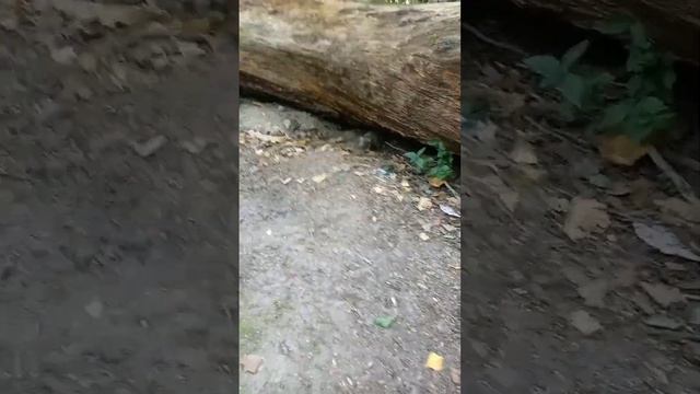 Малыши в лесу без мамы смотреть онлайн