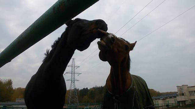 КСК Битца Лошади целуются смотреть онлайн