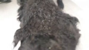 Русский чёрный терьер  стрижка. Груминг