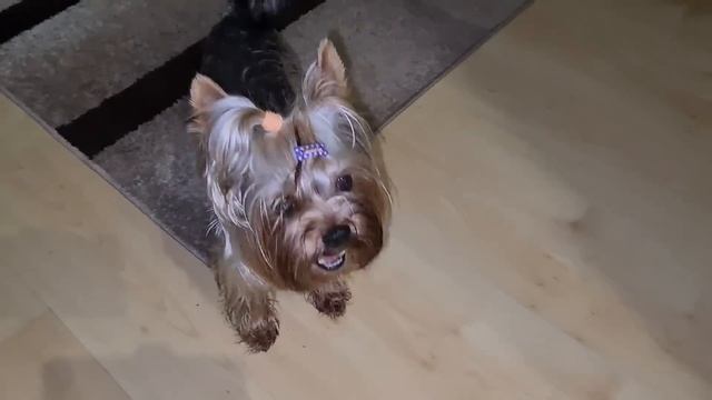 Запорожье. 28. 12. 2022 Дождалась! смотреть онлайн