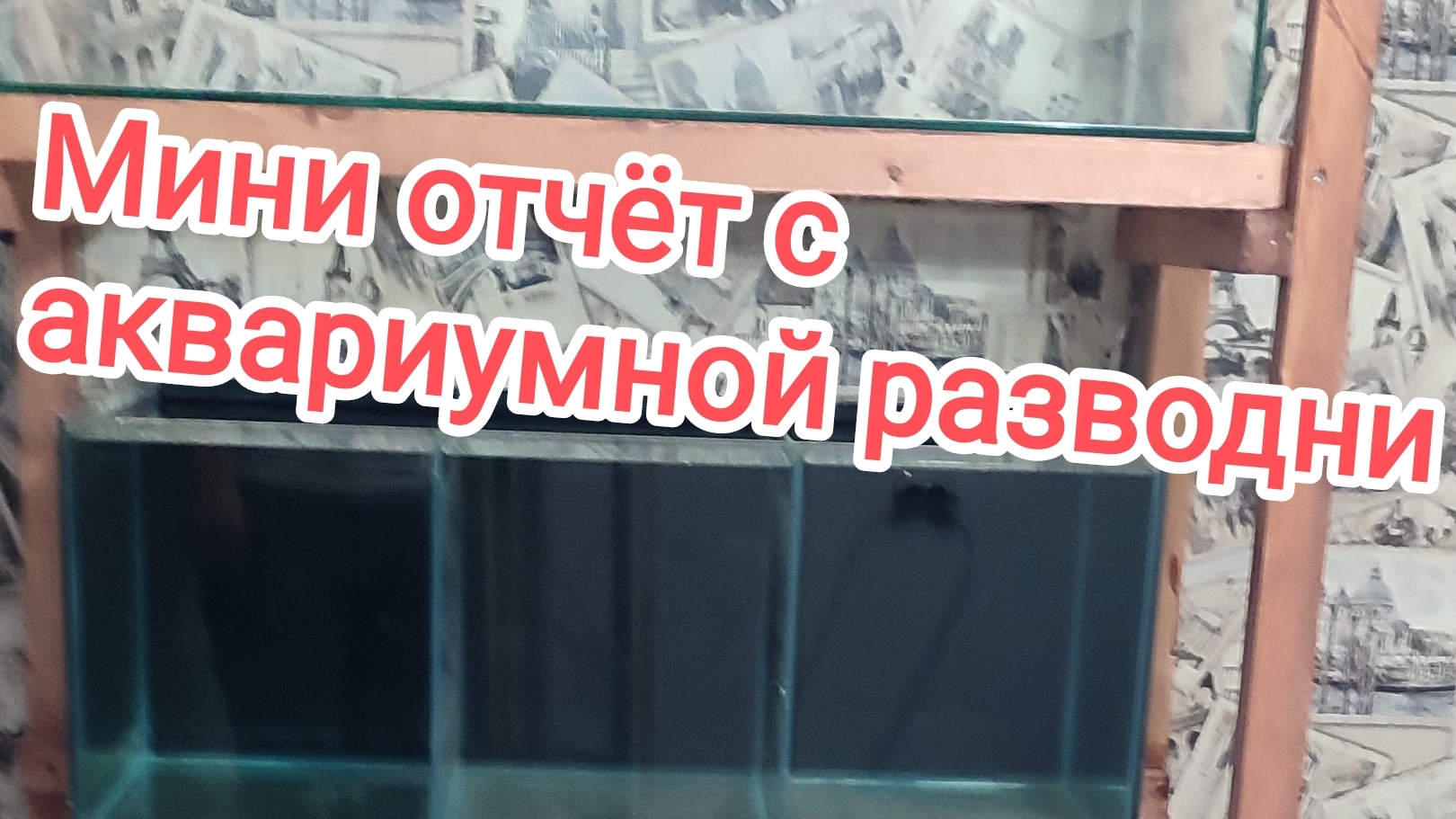 Мини отчет с аквариумной разводни! Начал работать. смотреть онлайн