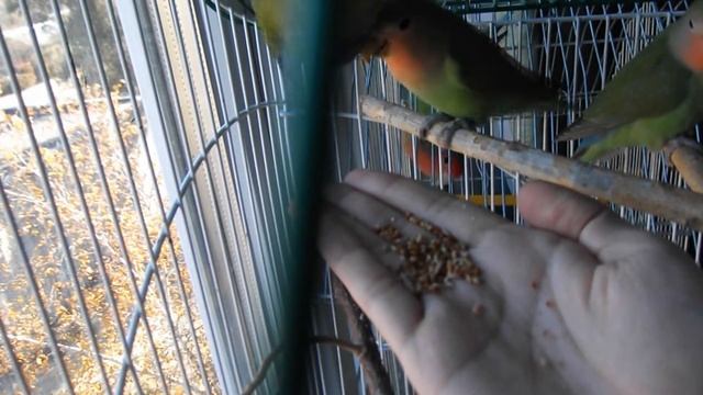 Приручение попугая: Первые шаги. Как научить попугая есть с рук и сидеть на руках [ПОПС: Приручение смотреть онлайн