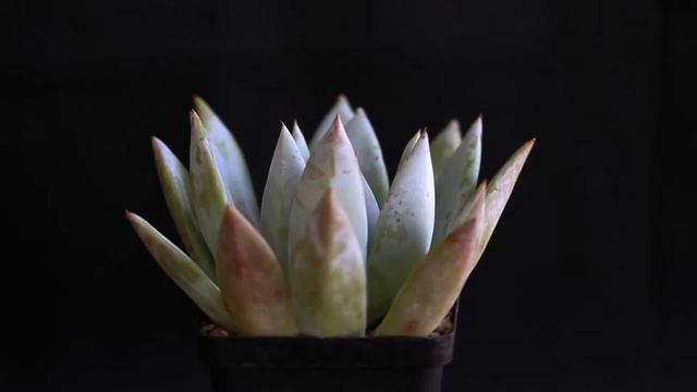 Echeveria colorata ‘Mexican Giant’ смотреть онлайн