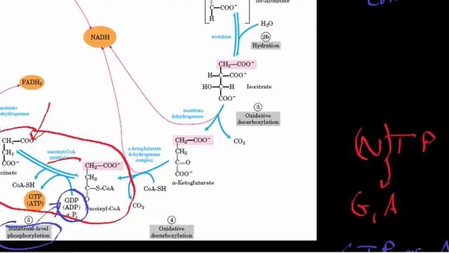 Biochemistry | Succinyl-S-CoA Synthetase Mechanism смотреть онлайн