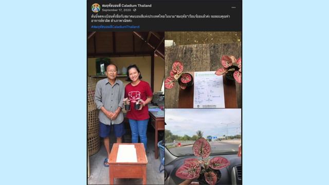 ประเภทของบอน Colocasia, Alocasia, Caladium ต่างกันยังไง (VLOG-112) смотреть онлайн