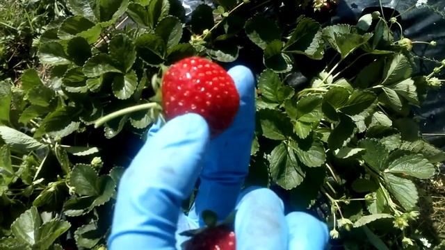 Ремонтантный сорт клубники #Капри и его друзья: #Малга #Мальга, #Фурор, #Шарлотта, #Альбион в Сибир смотреть онлайн