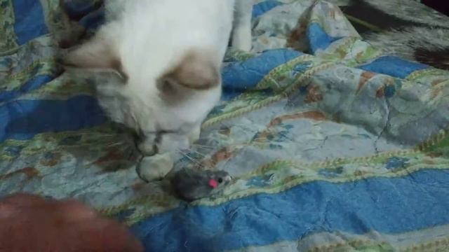 тайская кошка приносит игрушку