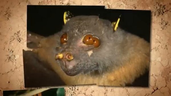 TOP 10 САМЫХ НЕОБЫЧНЫХ СУЩЕСТВ . TOP 10 unusual animals