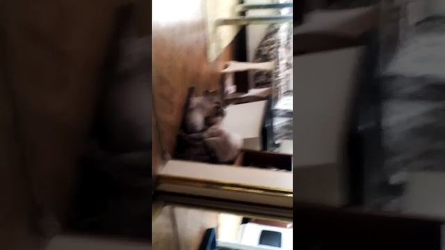Брачные игры сфинксов смотреть онлайн