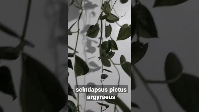 grow this plant | scindapsus pictus argyraeus #shorts смотреть онлайн