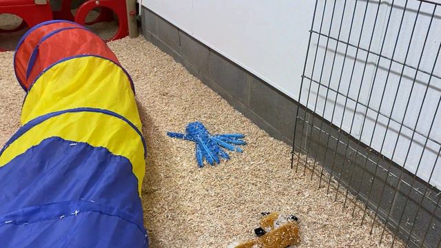 Fuchsia's Cockapoos B1, B2 October 20, 2023 смотреть онлайн